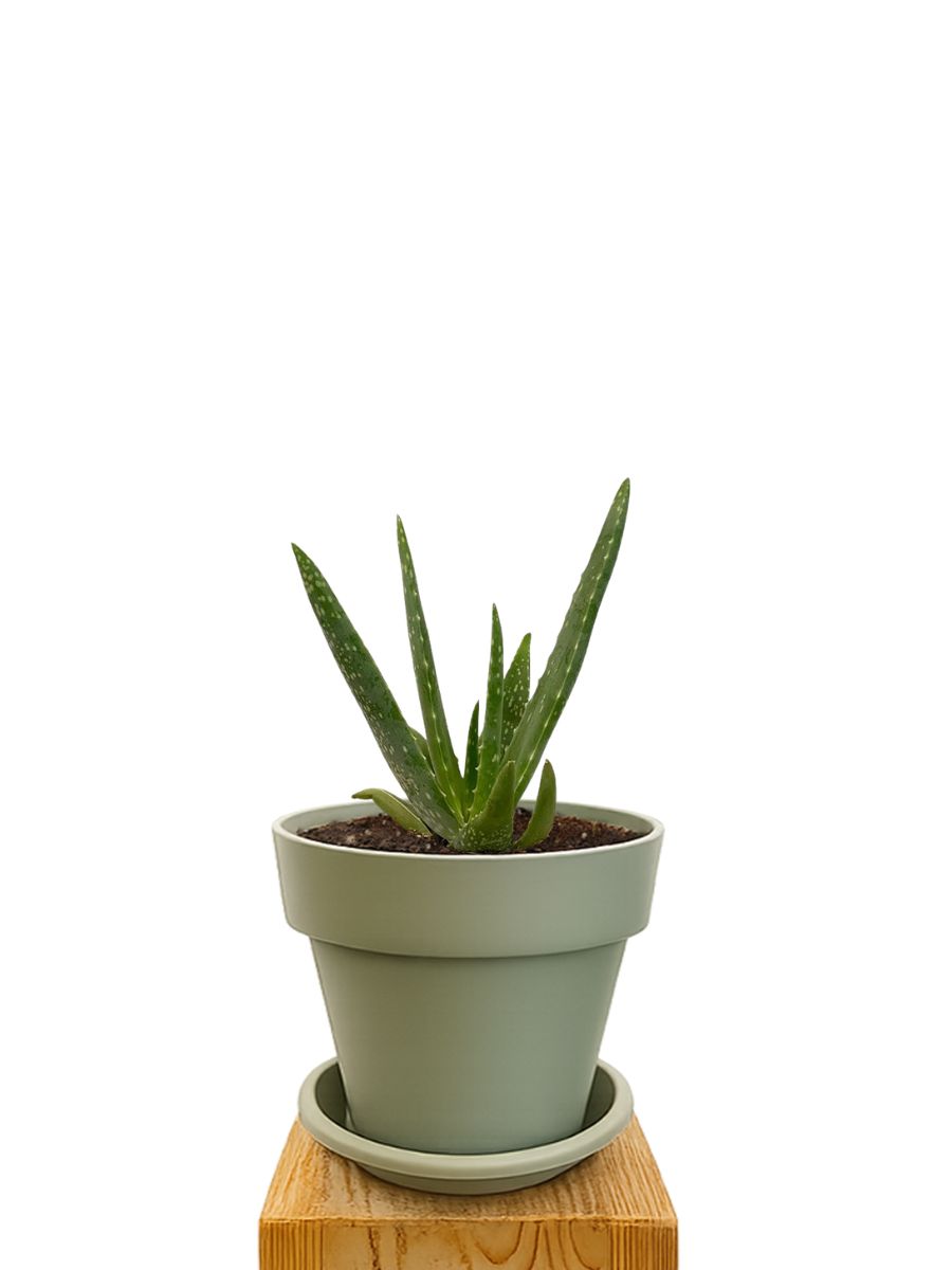 Kit de plantation 16 Vert